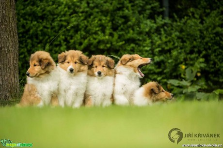 Focení se psy - Foto Jiří Křivánek (3)