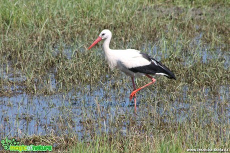 Čáp bílý - Ciconia ciconia - Foto František Novotný