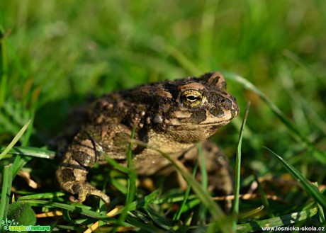 Ropucha zelená - Bufo viridis - Foto Marie Vykydalová (2)