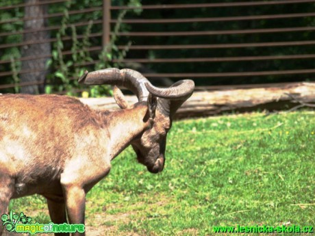 Kozorožec dagestánský - Capra cylindricomis - Foto David Hlinka (2)