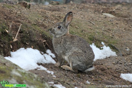 Králík divoký - Oryctolagus cuniculus - Foto František Novotný (1)