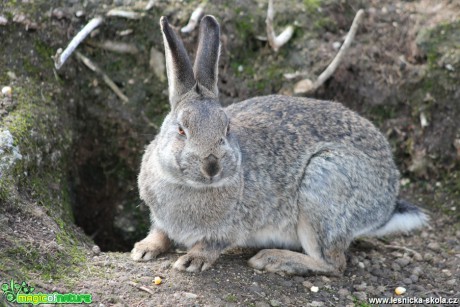 Králík divoký - Oryctolagus cuniculus - Foto František Novotný (3)