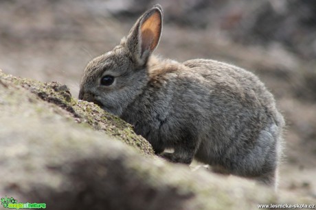 Králík divoký - Oryctolagus cuniculus - Foto František Novotný (5)