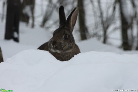 Králík divoký - Oryctolagus cuniculus - Foto František Novotný (7)