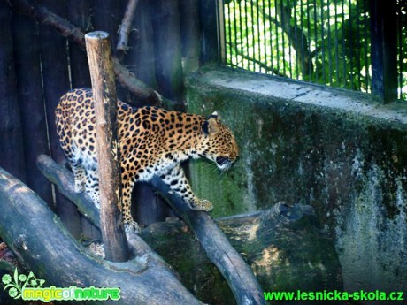 Levhart čínský - Panthera pardus japonensis - Foto David Hlinka