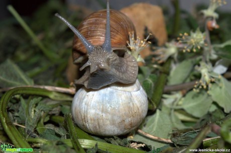 Hlemýžď zahradní - Helix pomatia - Foto Jiří Perlík (1)