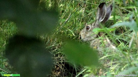 Zajíc polní - Lepus europaeus - Foto Rasťo Salčík (4)