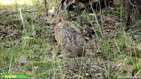 Zajíc polní - Lepus europaeus - Foto Rasťo Salčík (5)