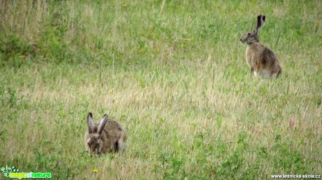 Zajíc polní - Lepus europaeus - Foto Rasťo Salčík (7)