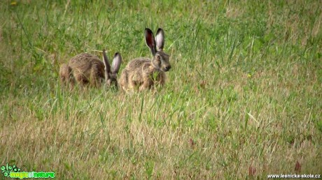 Zajíc polní - Lepus europaeus - Foto Rasťo Salčík (8)