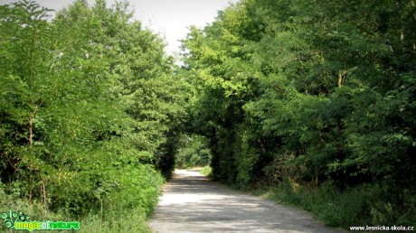 Přírodní tunel - Foto Rasťo Salčík