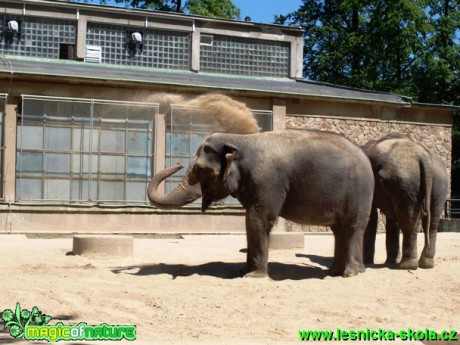 Slon bengálský - Elephas maximus bengalensis - Foto David Hlinka (1)