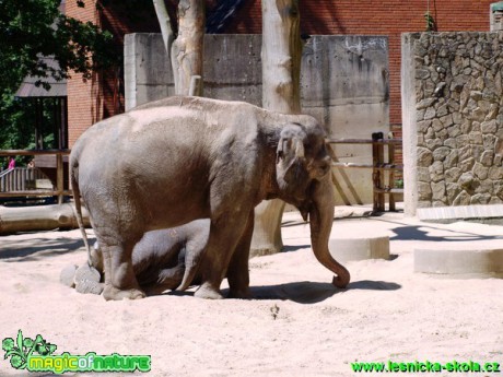 Slon bengálský - Elephas maximus bengalensis - Foto David Hlinka (3)
