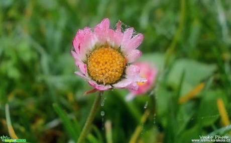 Perly na květu - Foto Jiří Havel