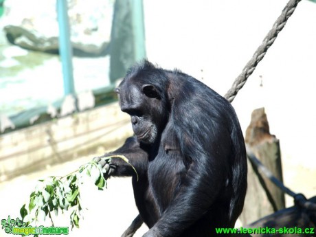 Šimpanz - Pan troglodytes - Foto David Hlinka (1)