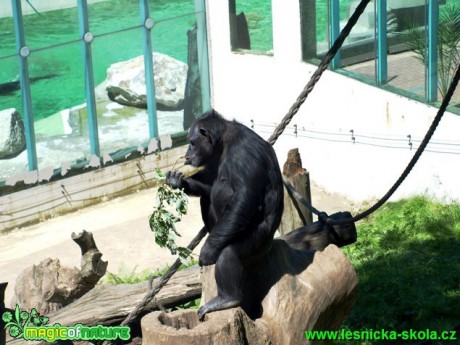 Šimpanz - Pan troglodytes - Foto David Hlinka (2)