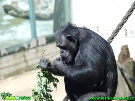 Šimpanz - Pan troglodytes - Foto David Hlinka (3)