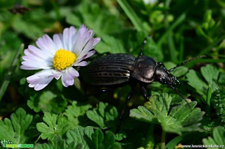 Střevlík polní - Carabus arvensis - Foto Marie Vykydalová