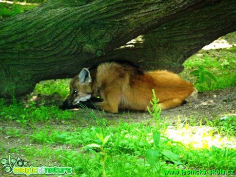 Vlk hřivnatý - Chrysocyon brachyurus - Foto David Hlinka