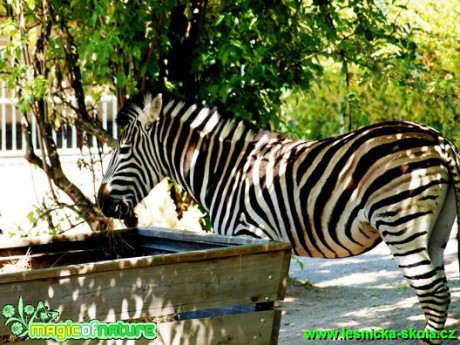 Zebra Chapmanova - Equus quagga chapmanni - Foto David Hlinka