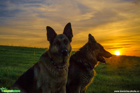 Němečtí ovčáci při východu slunce - Foto David Hlinka