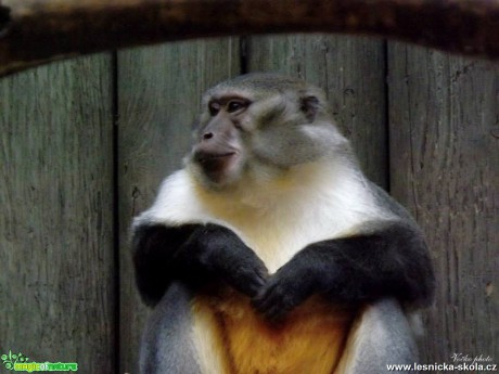 ZOO Liberec - Foto Jiří Havel (1)