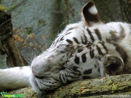 ZOO Liberec - Foto Jiří Havel (3)