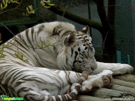 ZOO Liberec - Foto Jiří Havel (5)