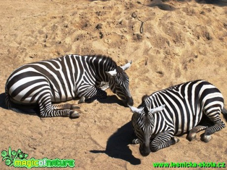 Zebra sp. - Foto David Hlinka (1)