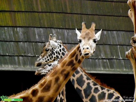 ZOO Liberec - Foto Jiří Havel (7)