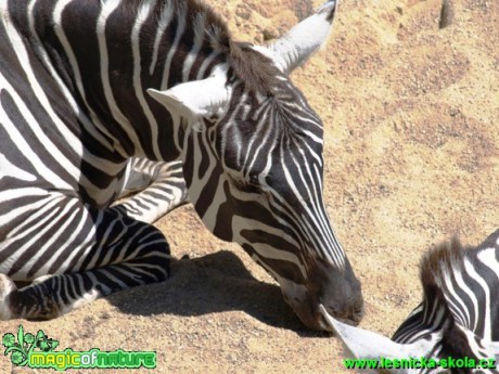 Zebra sp. - Foto David Hlinka (2)
