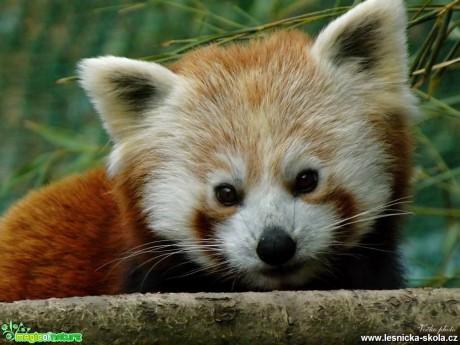 ZOO Liberec - Foto Jiří Havel (16)