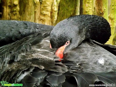 ZOO Liberec - Foto Jiří Havel (18)