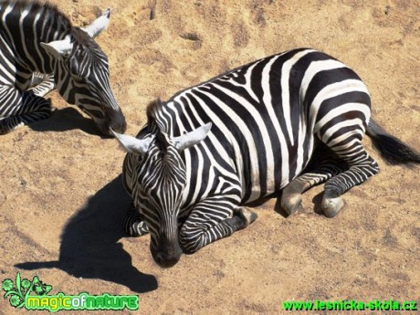 Zebra sp. - Foto David Hlinka (3)
