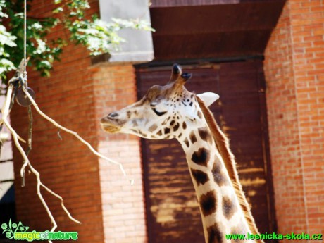 Žirafa Rothschildova - Giraffa camelopardalis rothschildi - Foto David Hlinka (1)
