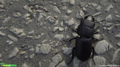 Roháček kozlík - Dorcus parallelipipedus - Foto Rasťo Salčík (1)