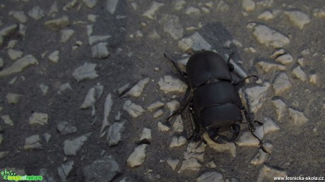 Roháček kozlík - Dorcus parallelipipedus - Foto Rasťo Salčík (2)