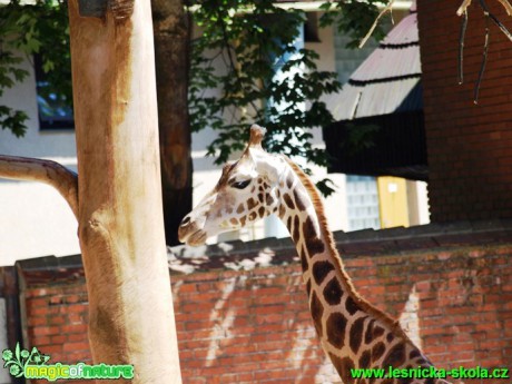 Žirafa Rothschildova - Giraffa camelopardalis rothschildi - Foto David Hlinka (2)