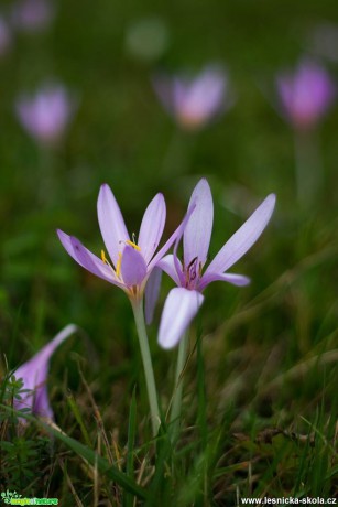 Květy - Foto Jan Valach (1)
