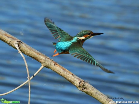 Ledňáček říční - Alcedo atthis - Foto Dušan Sedláček