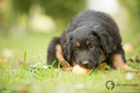 Malí howíci - Foto Jiří Křivánek (2)