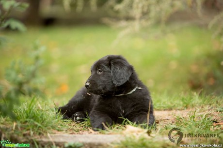 Malí howíci - Foto Jiří Křivánek (3)