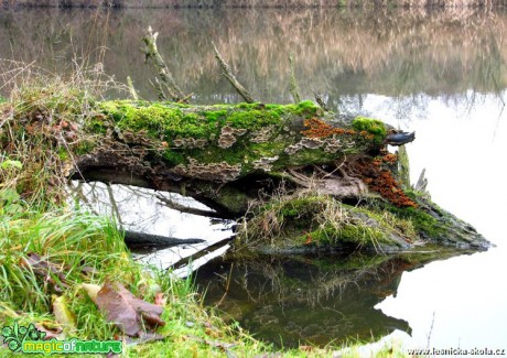 Stromy - Foto Miloslav Míšek (2)