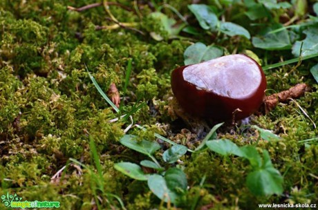 Jírovec maďal - Aesculus hippocastanum - Foto Marie Vykydalová (1)