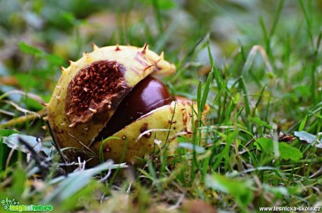 Jírovec maďal - Aesculus hippocastanum - Foto Marie Vykydalová (2)