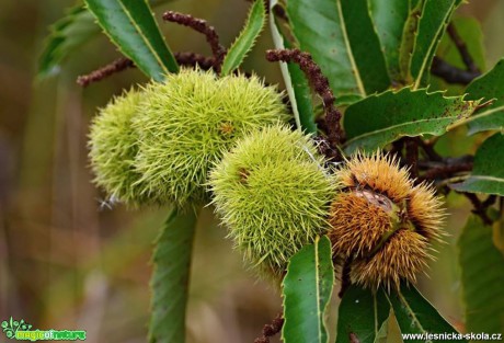 Kaštanovník setý - Castanea sativa - Foto Marie Vykydalová (1)