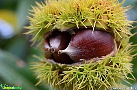 Kaštanovník setý - Castanea sativa - Foto Marie Vykydalová (2)