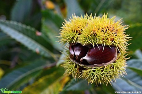 Kaštanovník setý - Castanea sativa - Foto Marie Vykydalová (3)