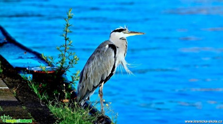 Volavka popelavá - Ardea cinerea - Foto Pavel Balazka (1)