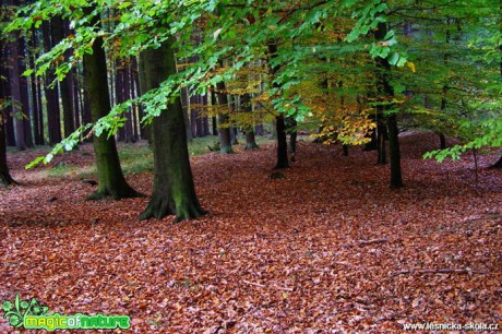 V podzimním lese - Foto Jiří Perlík (3)